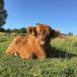 Meet your Posher, Isabelle